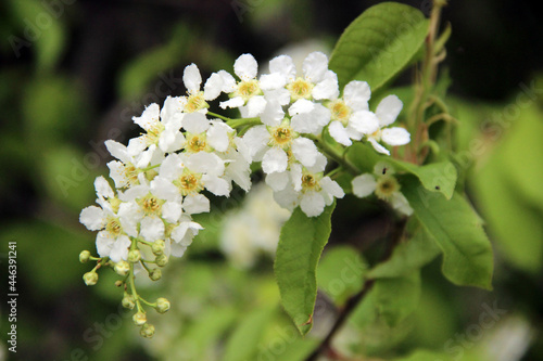 A branch of a wild apple tree at the time of flowering and honey collection.