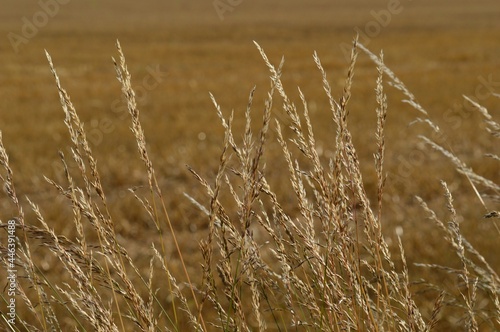 golden wheat field