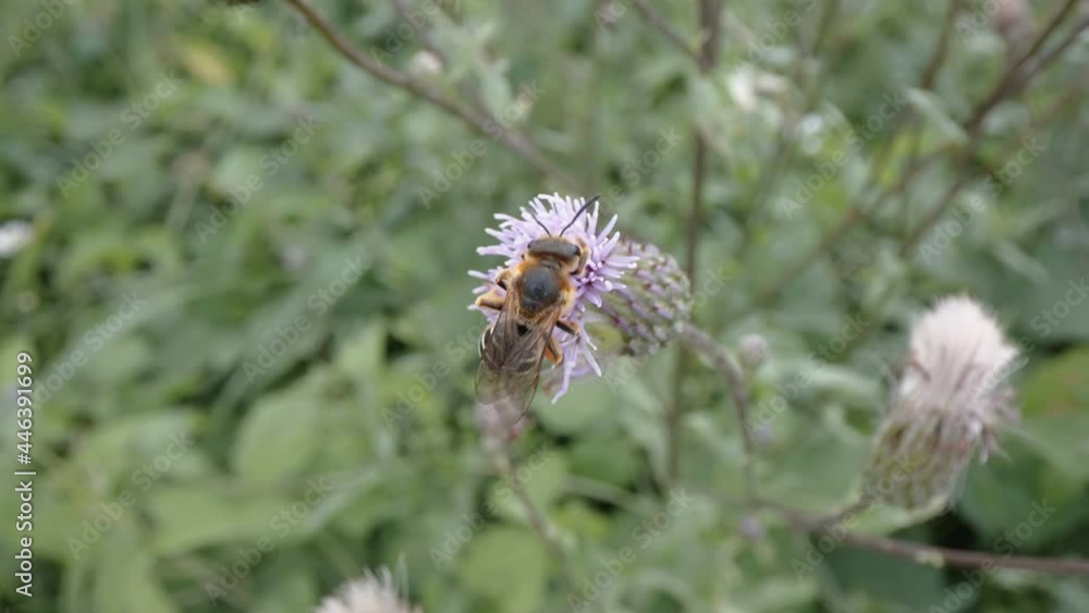 The bee flying away from the purple flower after pollinating in Estonia The bee flying away from the purple flower after pollinating in Estonia