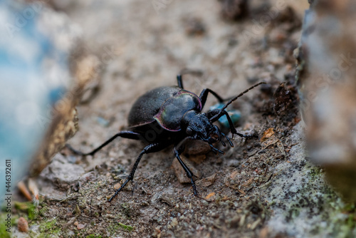 Close up of a large black beetle