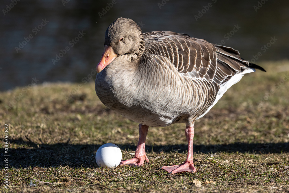 The greylag goose, Anser anser is a species of large goose The greylag goose, Anser anser is a species of large goose
