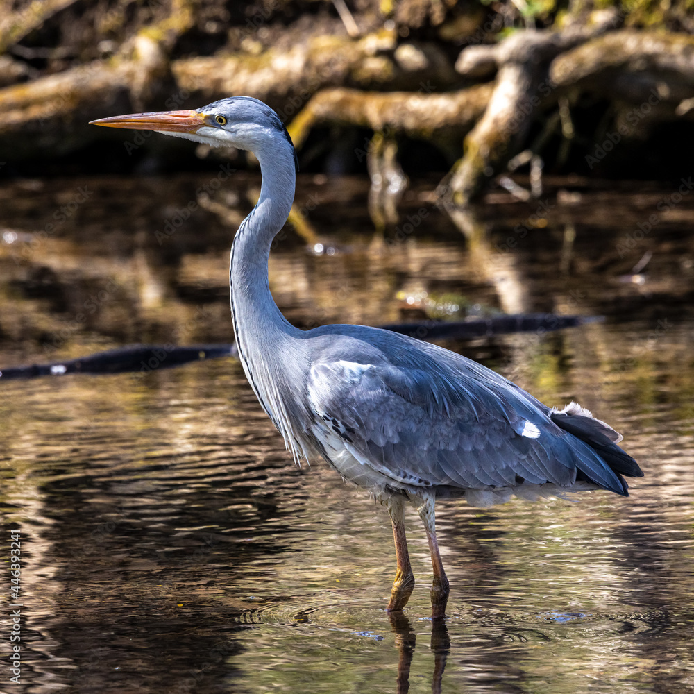 Naklejka premium Grey heron, Ardea cinerea, a massive gray bird wading through a flat lake searching for fish