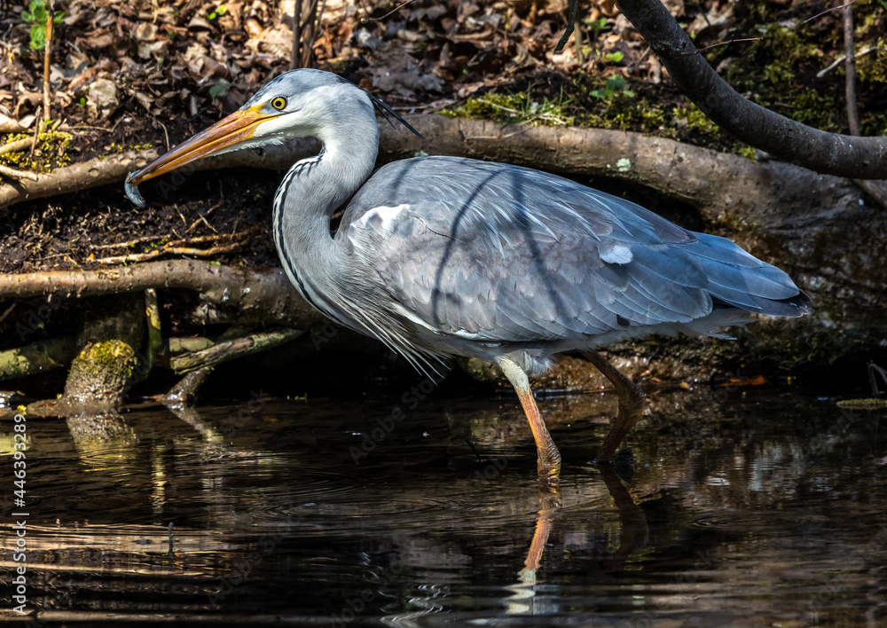Obraz premium While fishing in the moving water a grey heron, Ardea cinerea successfully caught a fish.
