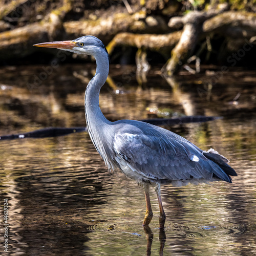 Grey heron, Ardea cinerea, a massive gray bird wading through a flat lake searching for fish © rudiernst