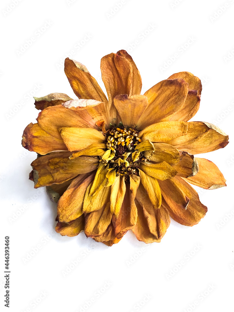 枯れた花 Stock 写真 Adobe Stock 枯れた花 Stock 写真 Adobe Stock