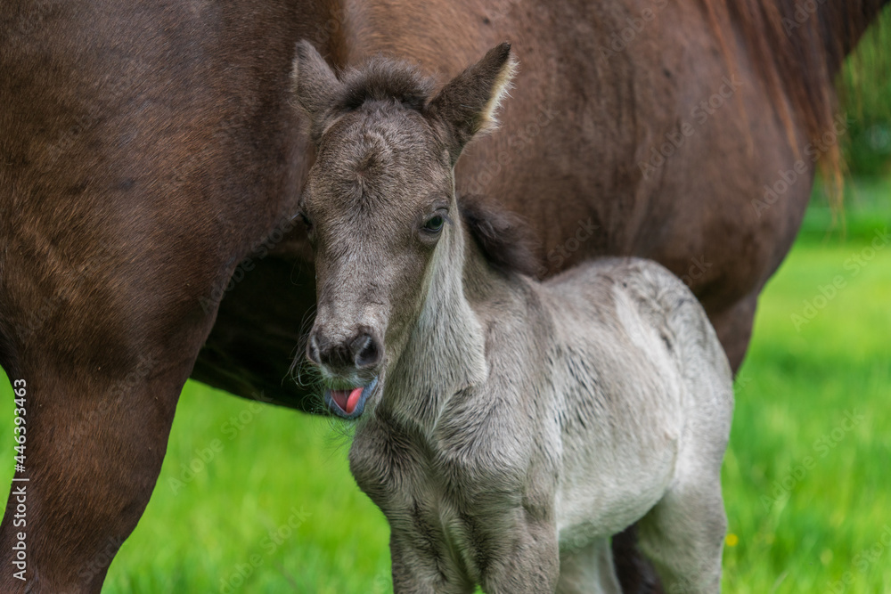Newborn Icelandic horse foal