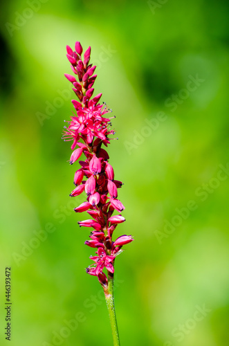 Red bistort Persicaria amplexicaulis against green background selective focus