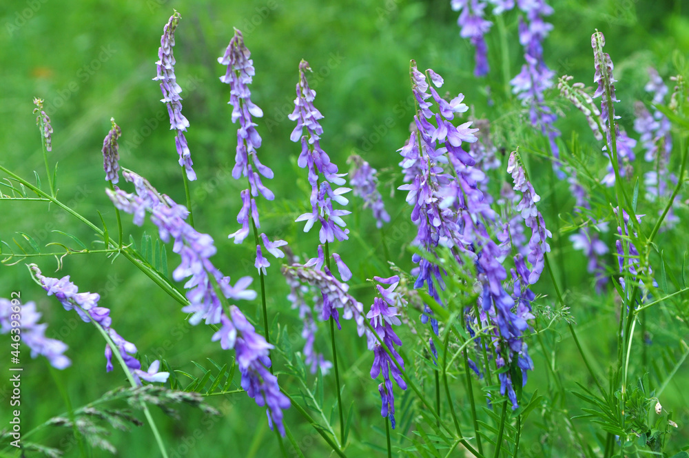 Obraz premium In the wild, Vicia tenuifolia blooms