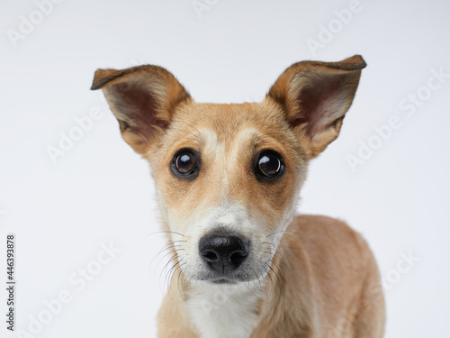 puppy with big beautiful eyes. dog on a light grey background, mix breed