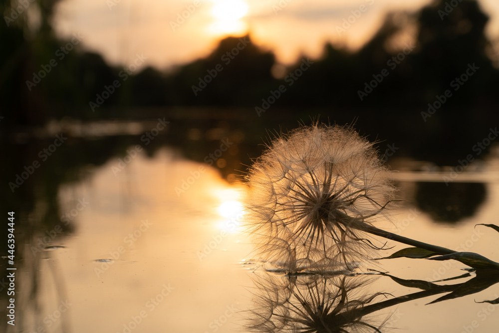 dandelion in the rays of the sunset. flower and water.