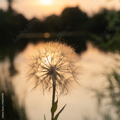 dandelion in the rays of the sunset. flower and water.