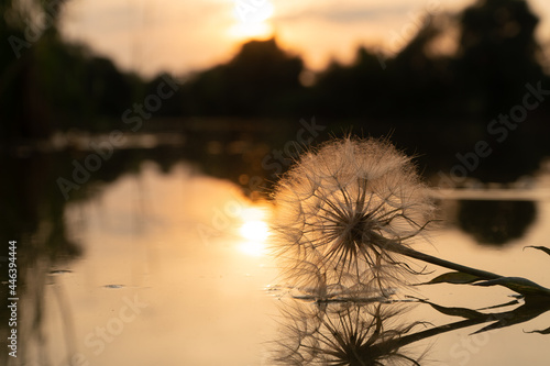 dandelion in the rays of the sunset. flower and water.