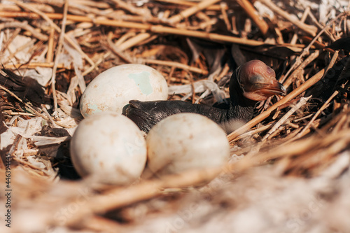 nest, egg, bird, nature, eggs, food, mushroom, easter, quail