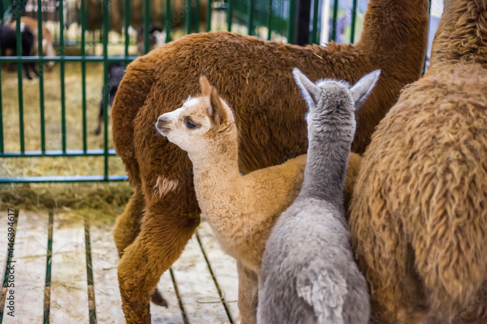 Fototapeta premium Portrait of cute little alpacas at agricultural animal exhibition, trade show. Farming, family, agriculture industry, livestock, animal husbandry concept