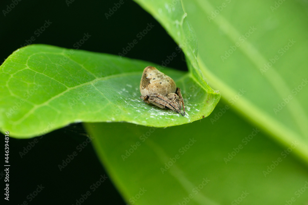 Eriovixia gryffindori on leaf, Satara, Maharashtra, India Eriovixia gryffindori on leaf, Satara, Maharashtra, India