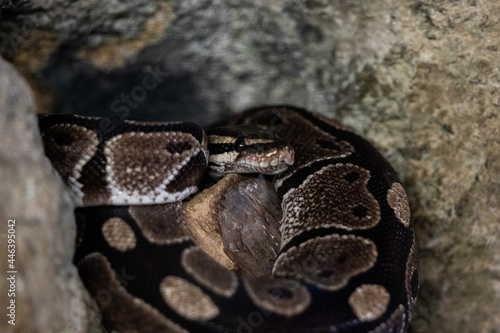Portrait of a python in the jungle