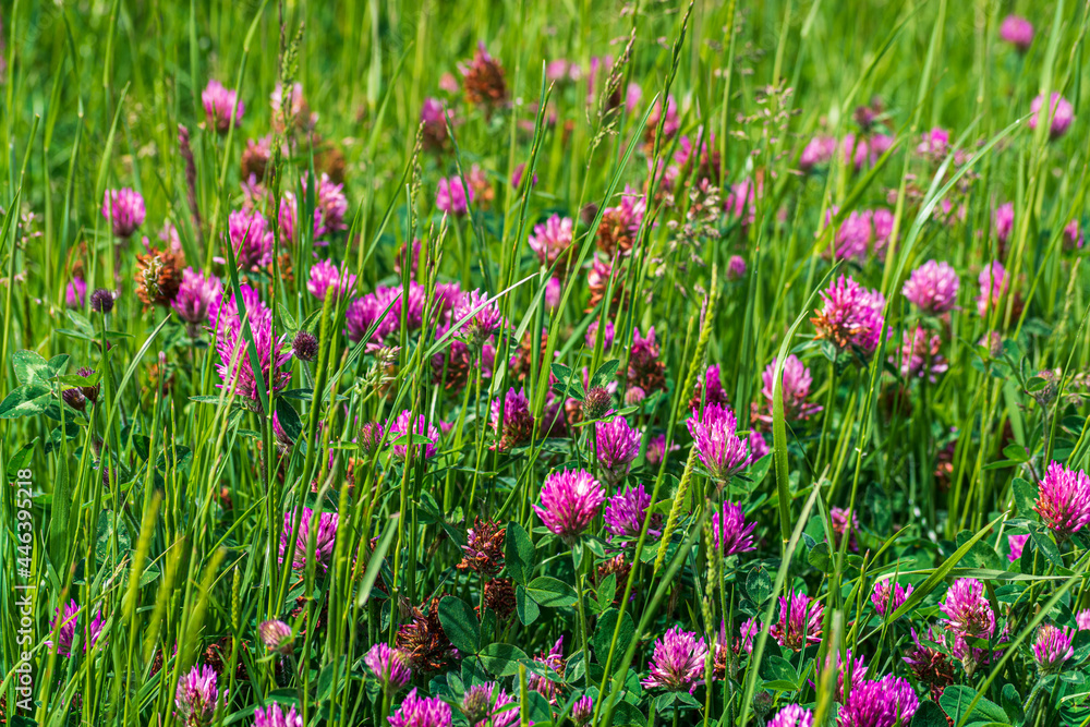 Red Clover or Trifolium pratense blooming in wild grass field in early summer - seasonal Nature background Red Clover or Trifolium pratense blooming in wild grass field in early summer - seasonal Nature background