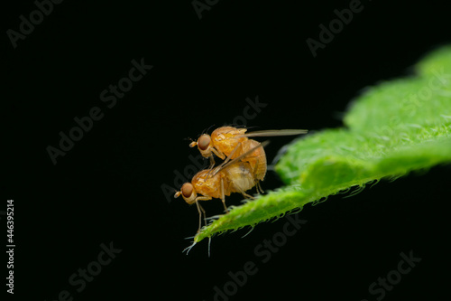 Mating pair of fruit fly, Drosophila melanogaster, Satara, Maharashtra, India