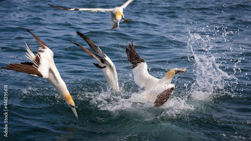 Northern Gannets Diving & Flying At Bempton Cliffs UK