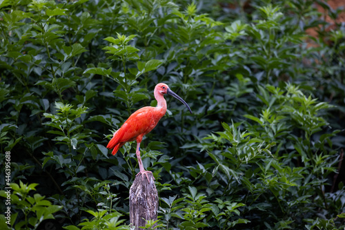 A Scarlet Ibis sits on a tree