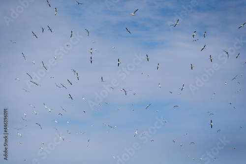 Northern Gannets Diving & Flying At Bempton Cliffs UK