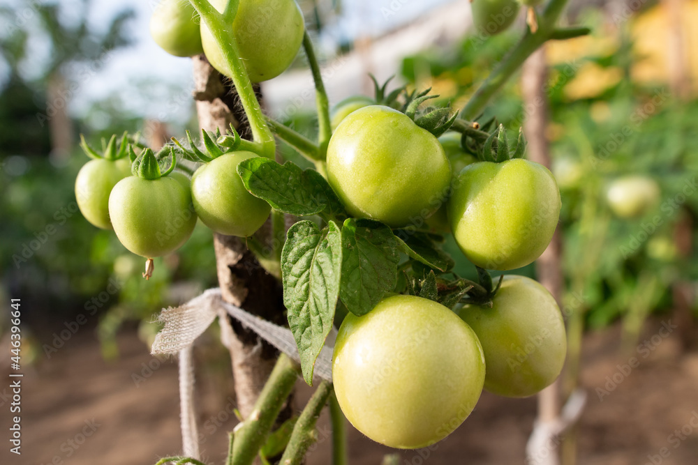 Green branch of tomatoes. Closeup picture of tomatoes. Unripe green tomatoes on a branch. Agricultural farm.