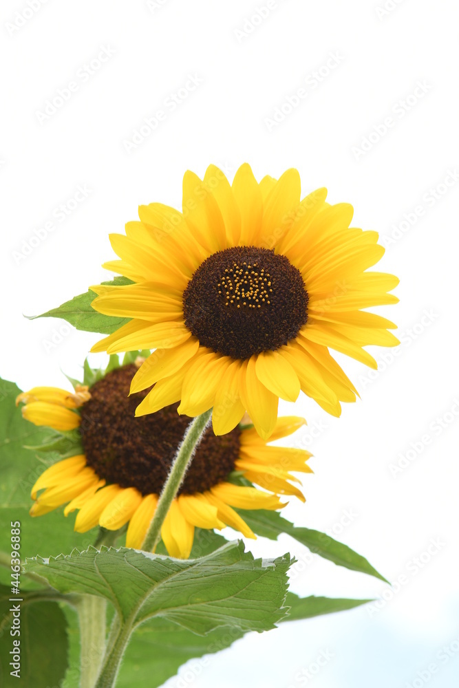 Obraz premium ヒマワリの花