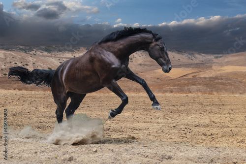 horse running in the desert, a horse plays in the desert, a sports horse is free,
