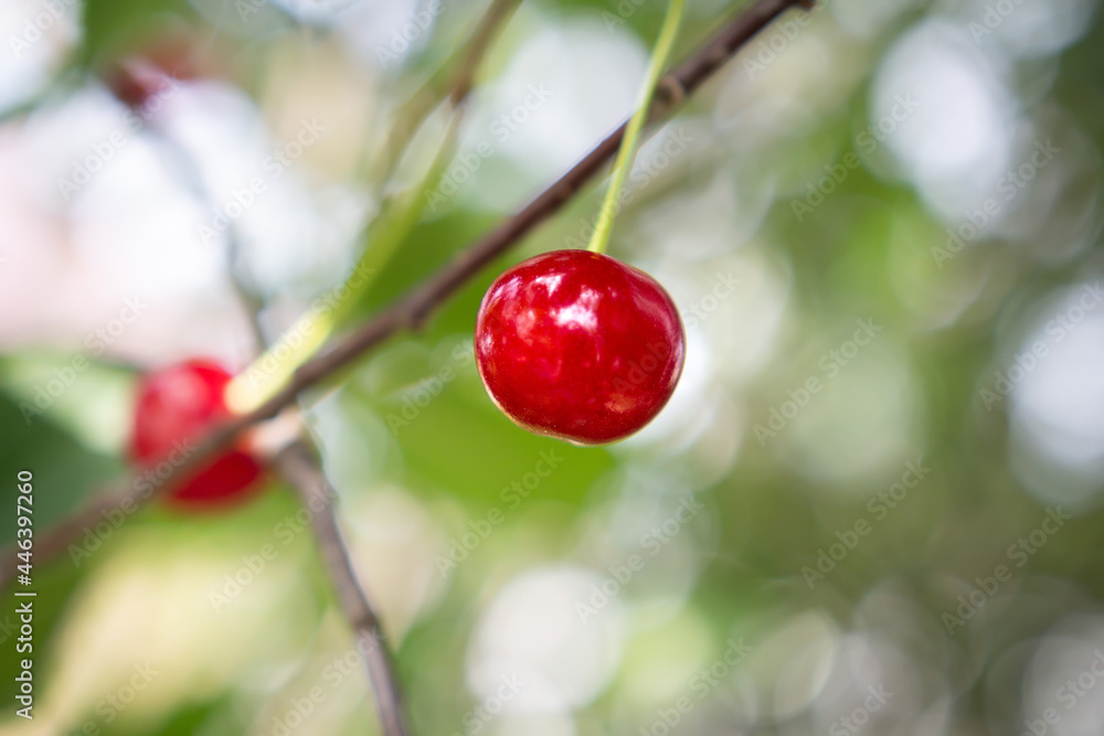 Redberry of cherry closeup. Harvest berries of cherry. Ripe berry on the branch. Juicy color of berry.