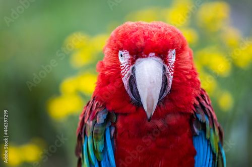 Obraz na płótnie Portrait of a Red-and-green Macaw in the forest w salonie