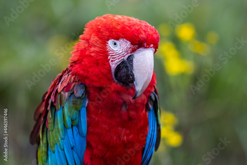 Obraz na płótnie Portrait of a Red-and-green Macaw in the forest w salonie