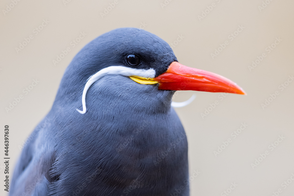 Portrait of an Inca Tern