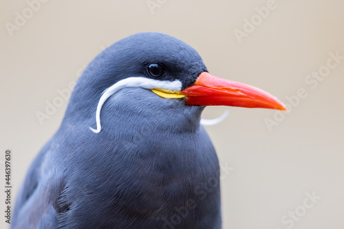 Obraz na płótnie Portrait of an Inca Tern w salonie