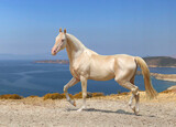horse on the beach, the most beautiful horse in the world, a horse is worth a million dollars,