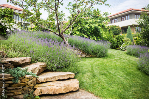 beautiful blooming lavender