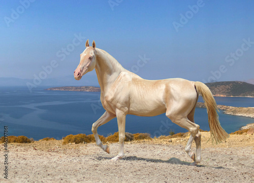 Obraz na plátně horse on the beach, the most beautiful horse in the world, a horse is worth a mi
