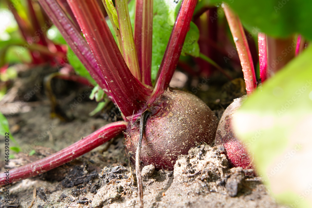 The unripe beetroot on the bed. Closeup beets in the garden. Vegetable of purple color. Juicy green beet stalks.