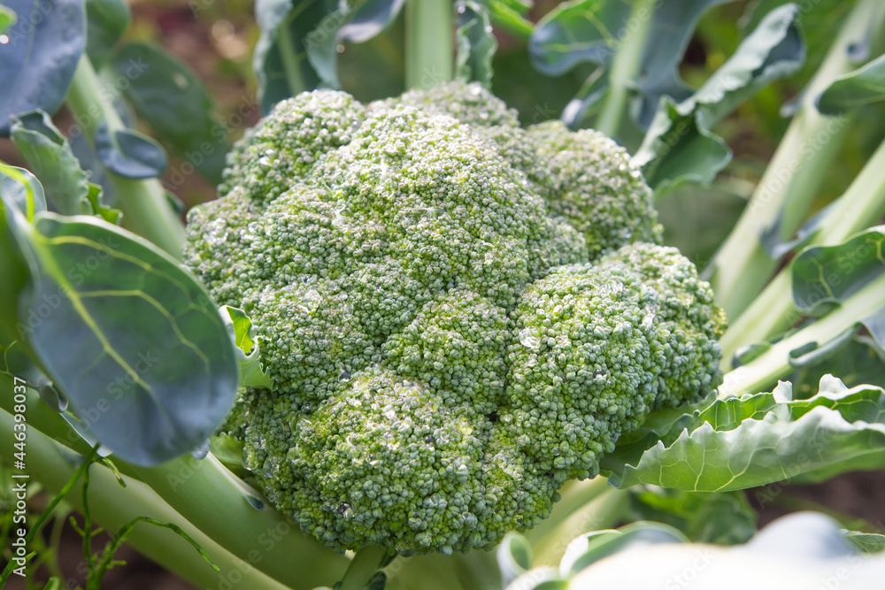 Blooming cabbage of broccoli. Top view on green broccoli in the garden. Cultivation of broccoli on the farm.