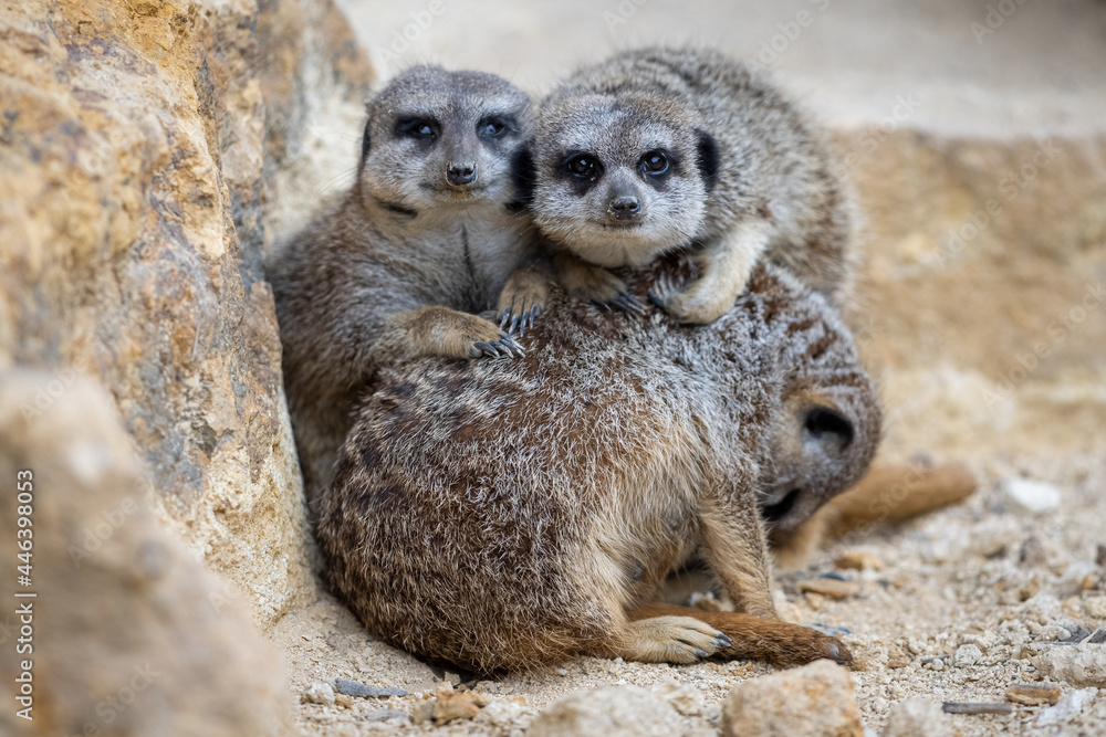 Fototapeta premium A group of Meerkats are resting together