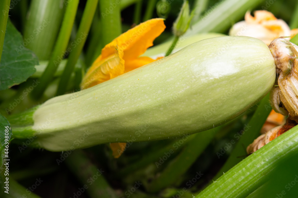 Blooming bush of zucchini and small unripe zucchini. Closeup picture of zucchini. Cultivation of zucchini in the garden.