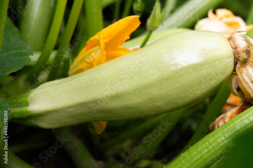 Obraz na płótnie Blooming bush of zucchini and small unripe zucchini. Closeup picture of zucchini. Cultivation of zucchini in the garden. w salonie