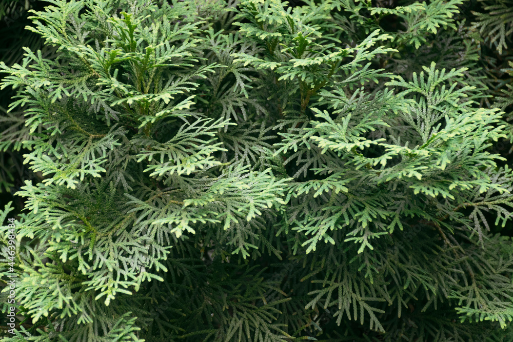 Background of green tree bush. nature, leaves in the forest. Selective focus, space for text.Fir in the rays of light. Background of green tree bush. nature, leaves in the forest. Selective focus, space for text.Fir in the rays of light.