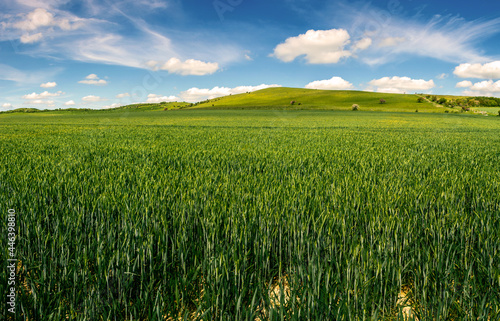 Rich green field of wheat grass plantation near Ivinghoe Beacon in Chiltern hills in early summer - seasonal Nature landscape  2