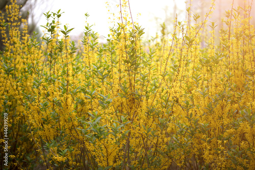 Forsythia flowers blooming in the spring park © zhenya