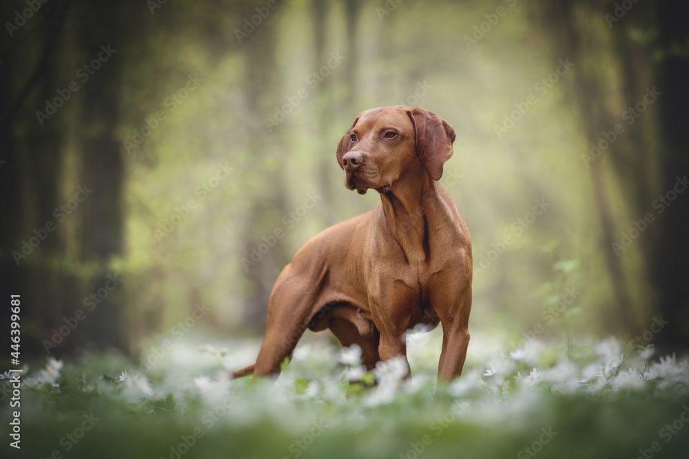 An athletic male Hungarian vizsla standing among many white flowers against the background of a green spring forest and looking to the side.