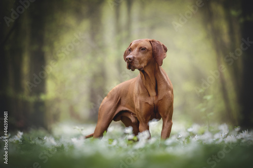 An athletic male Hungarian vizsla standing among many white flowers against the background of a green spring forest and looking to the side.