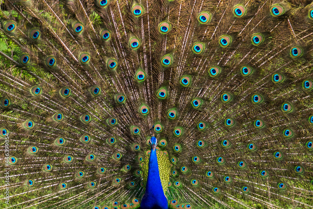 Fototapeta premium peacock with feathers out