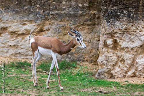A mhorr gazelle walks in the desert photo