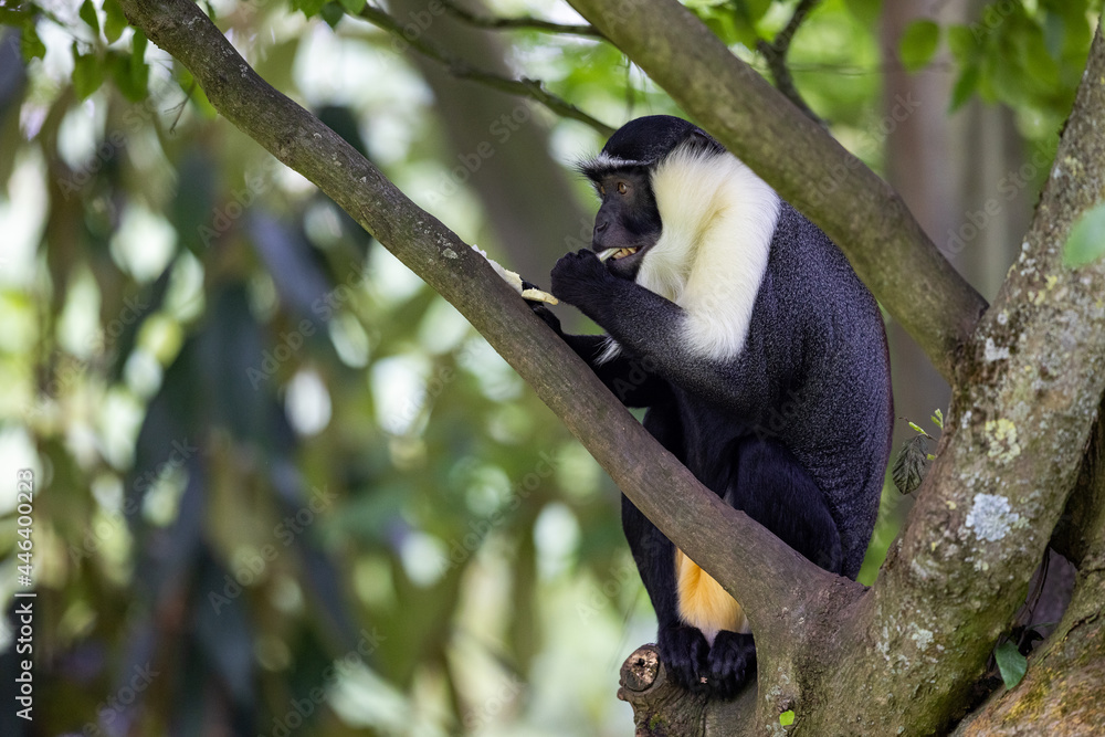 Portrait of a roloway monkey in the forest