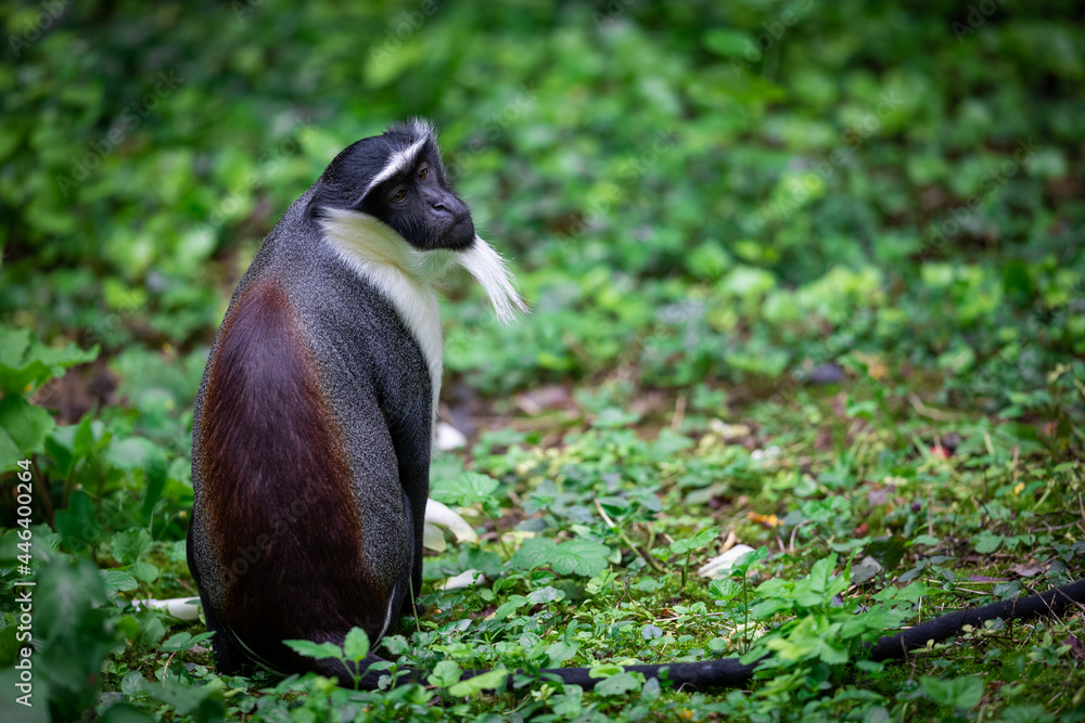 Portrait of a roloway monkey in the forest
